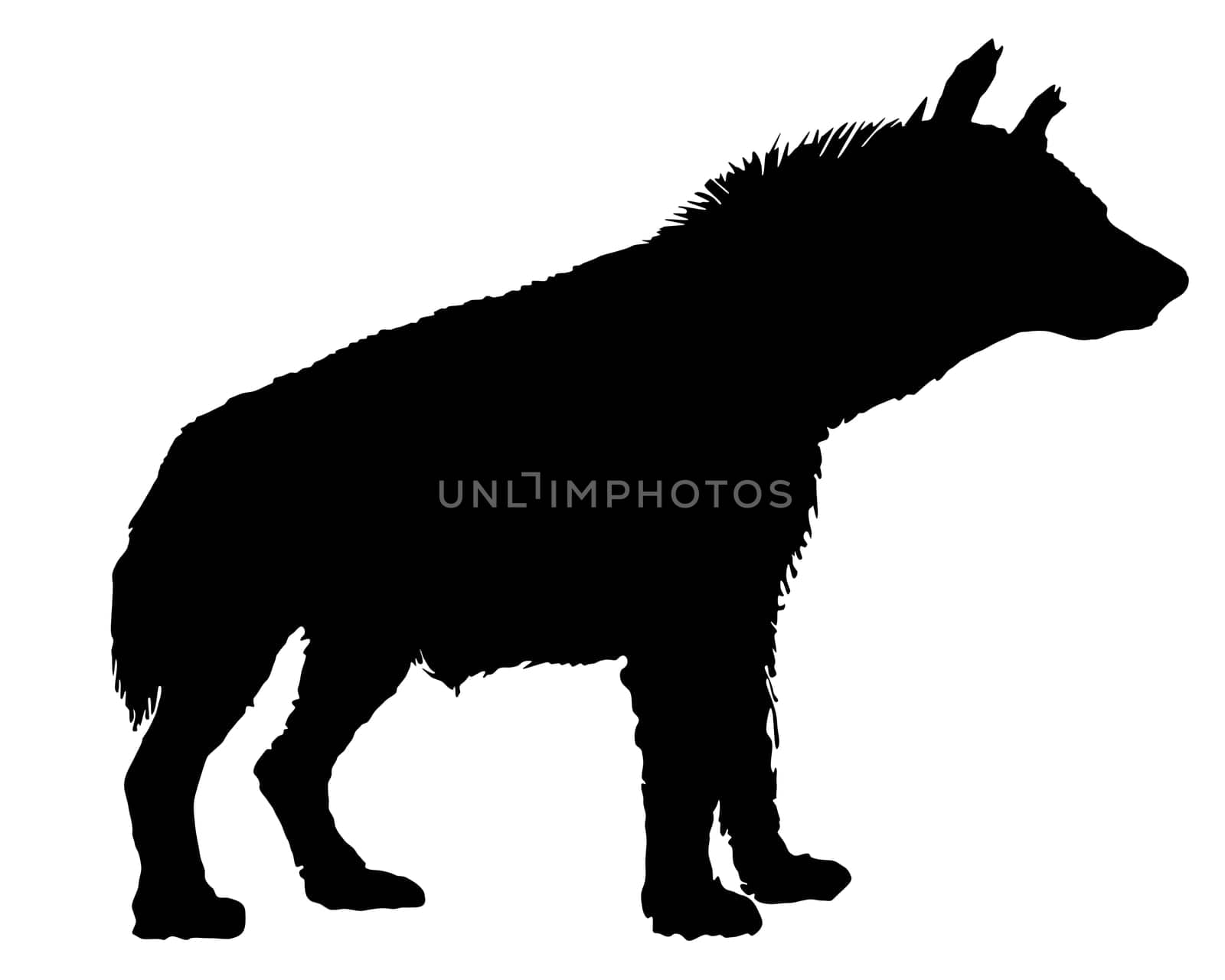 Silhouette Hyena