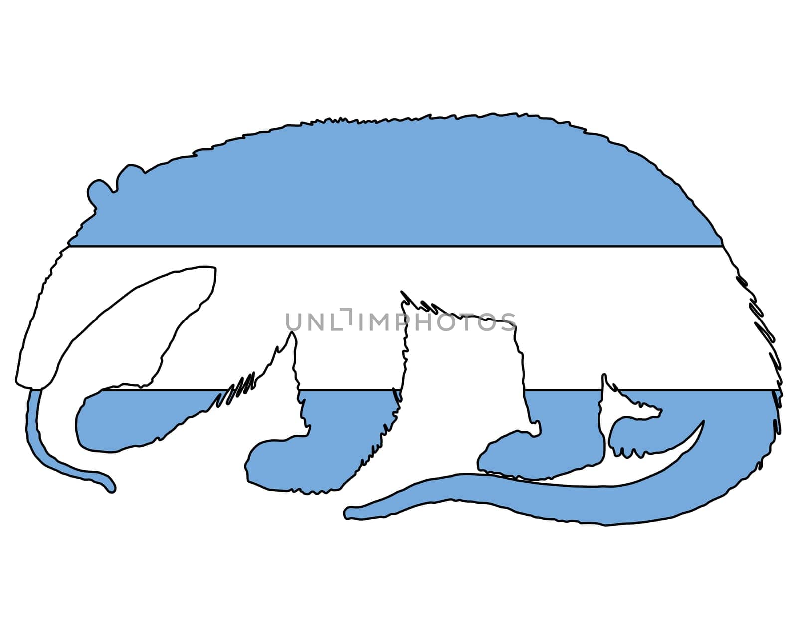 Anteater Argentina