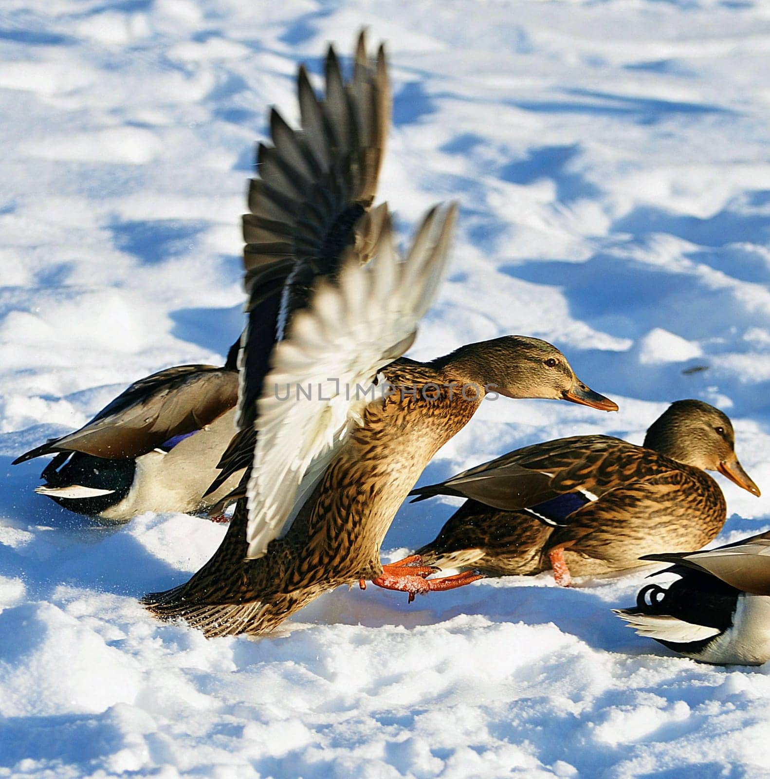 duck