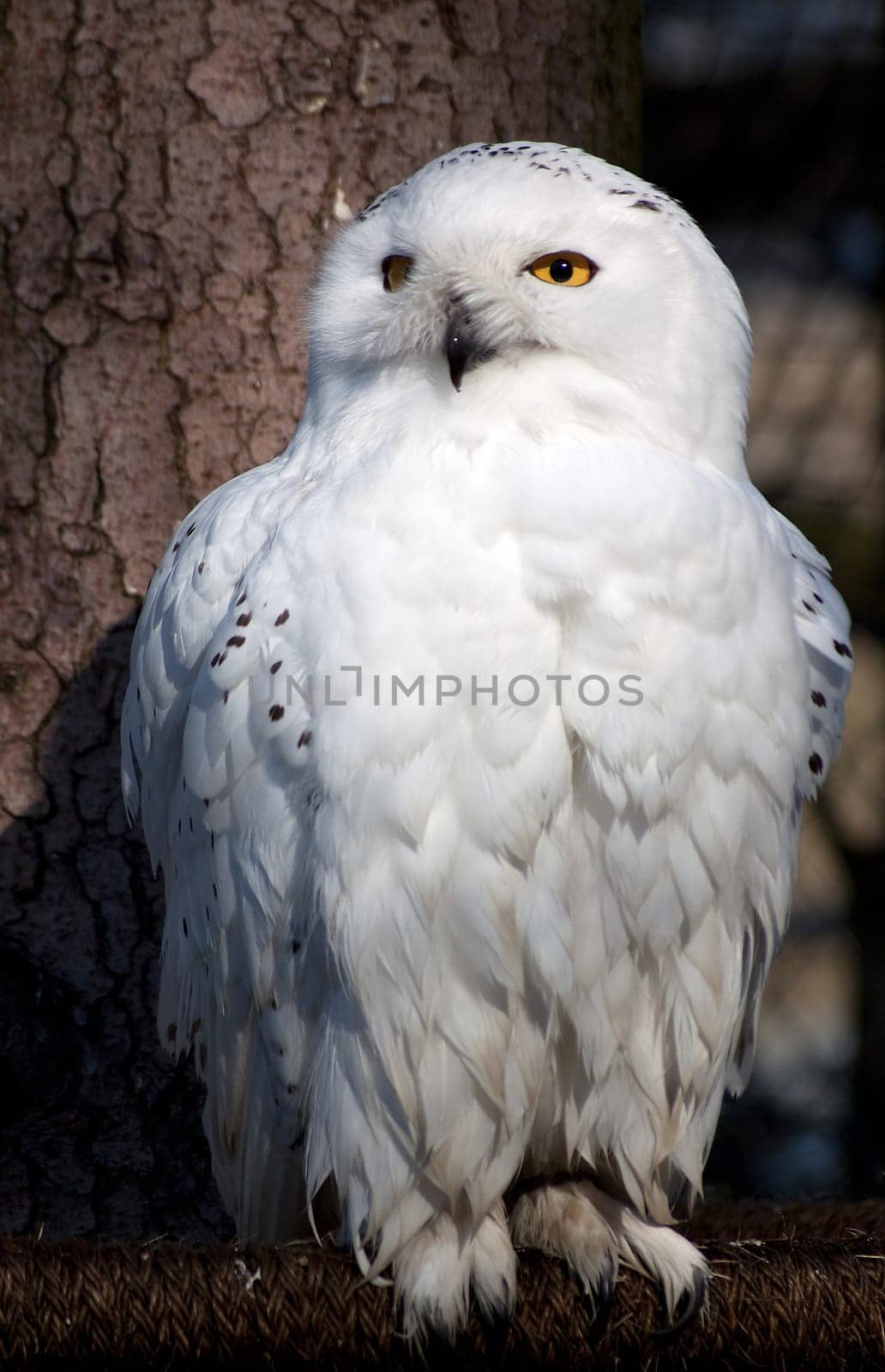 Snowy owl