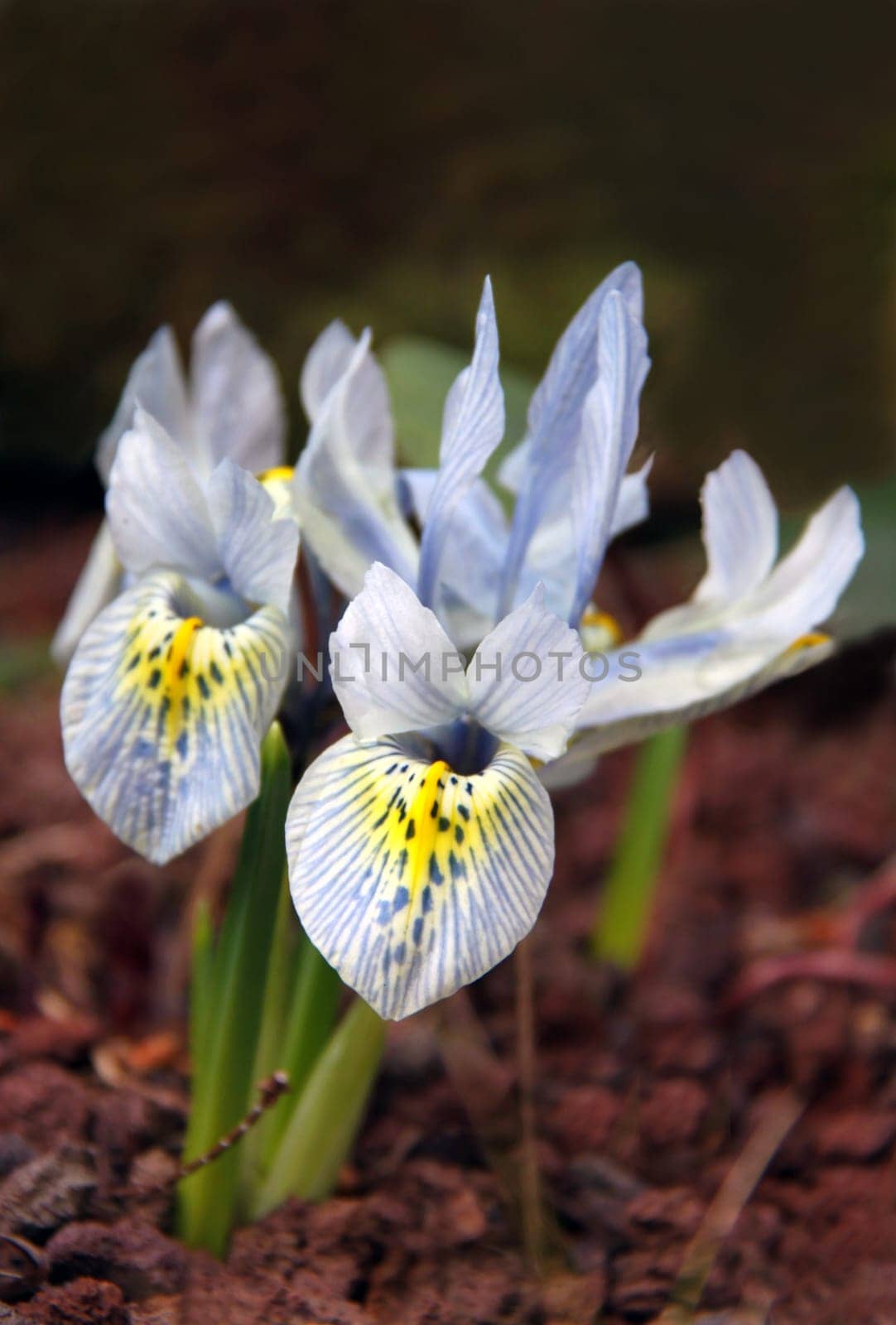 Iris 'Katharine Hodgkin' ... an early spring-flowering dwarf iris...