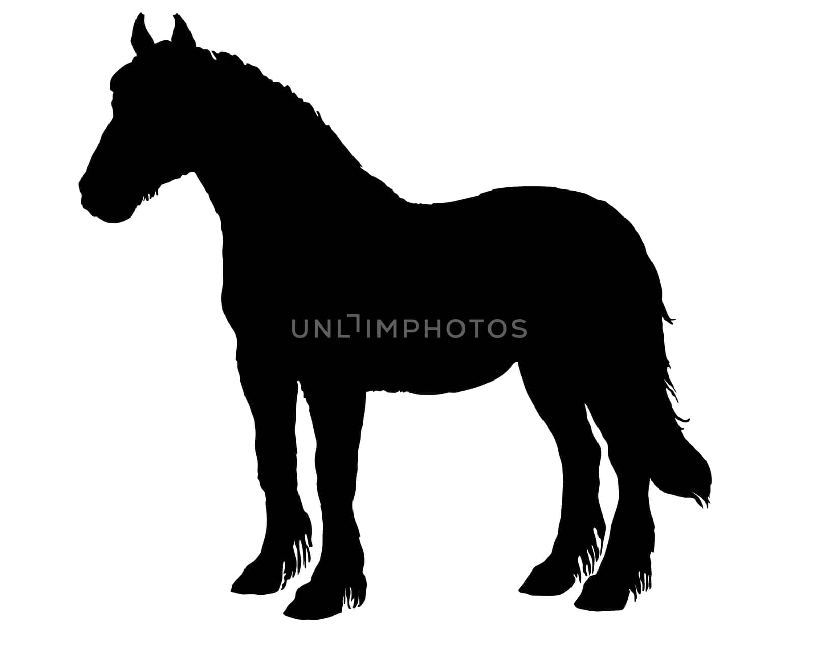 Horse Silhouette