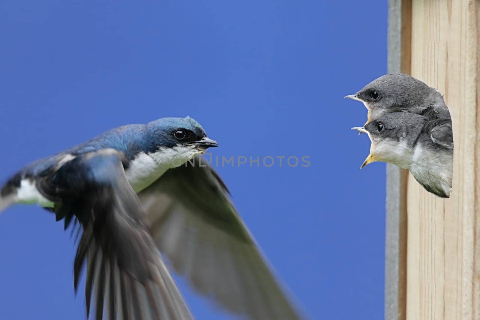 Tree Swallow Feeding Babies