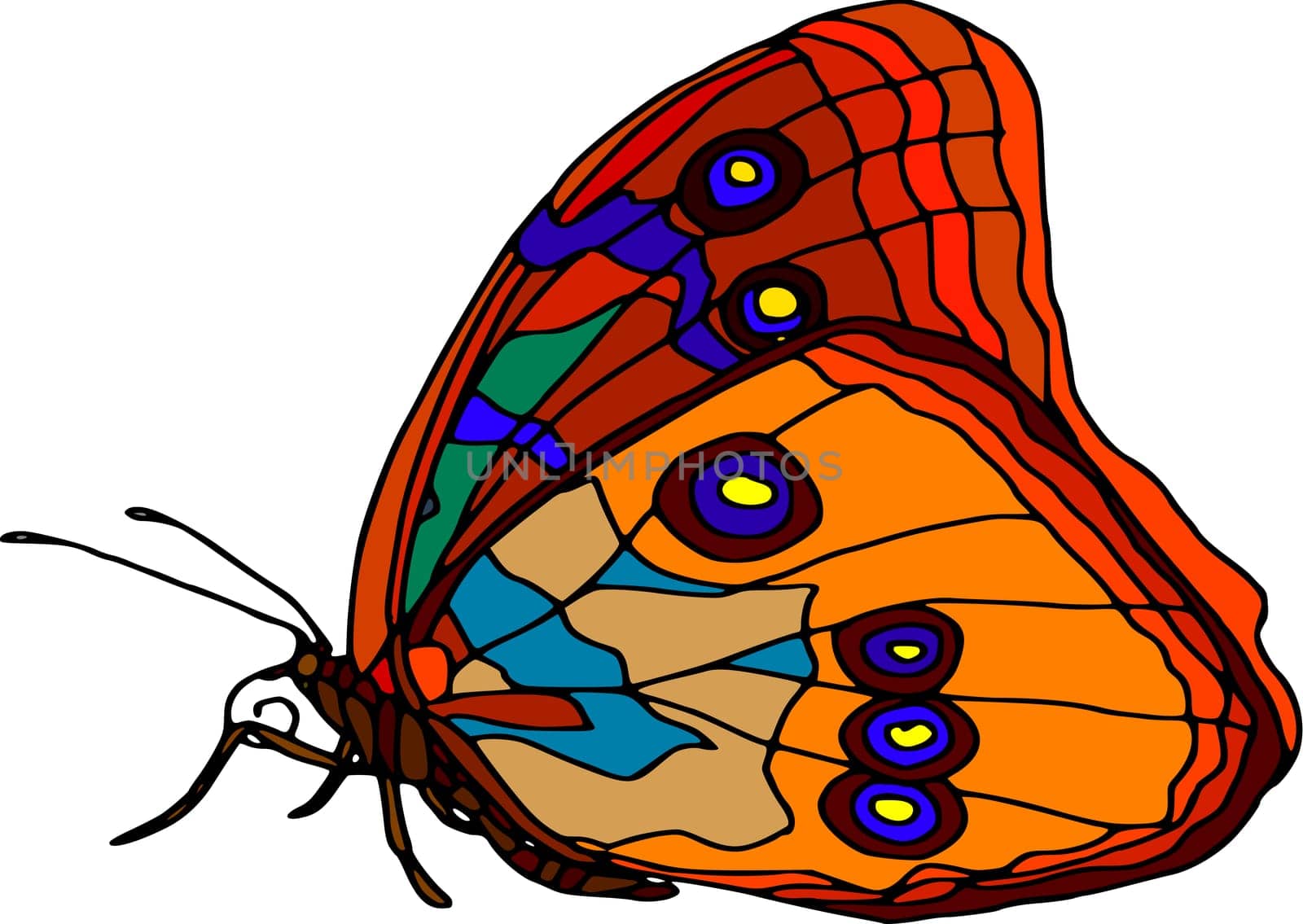 butterfly