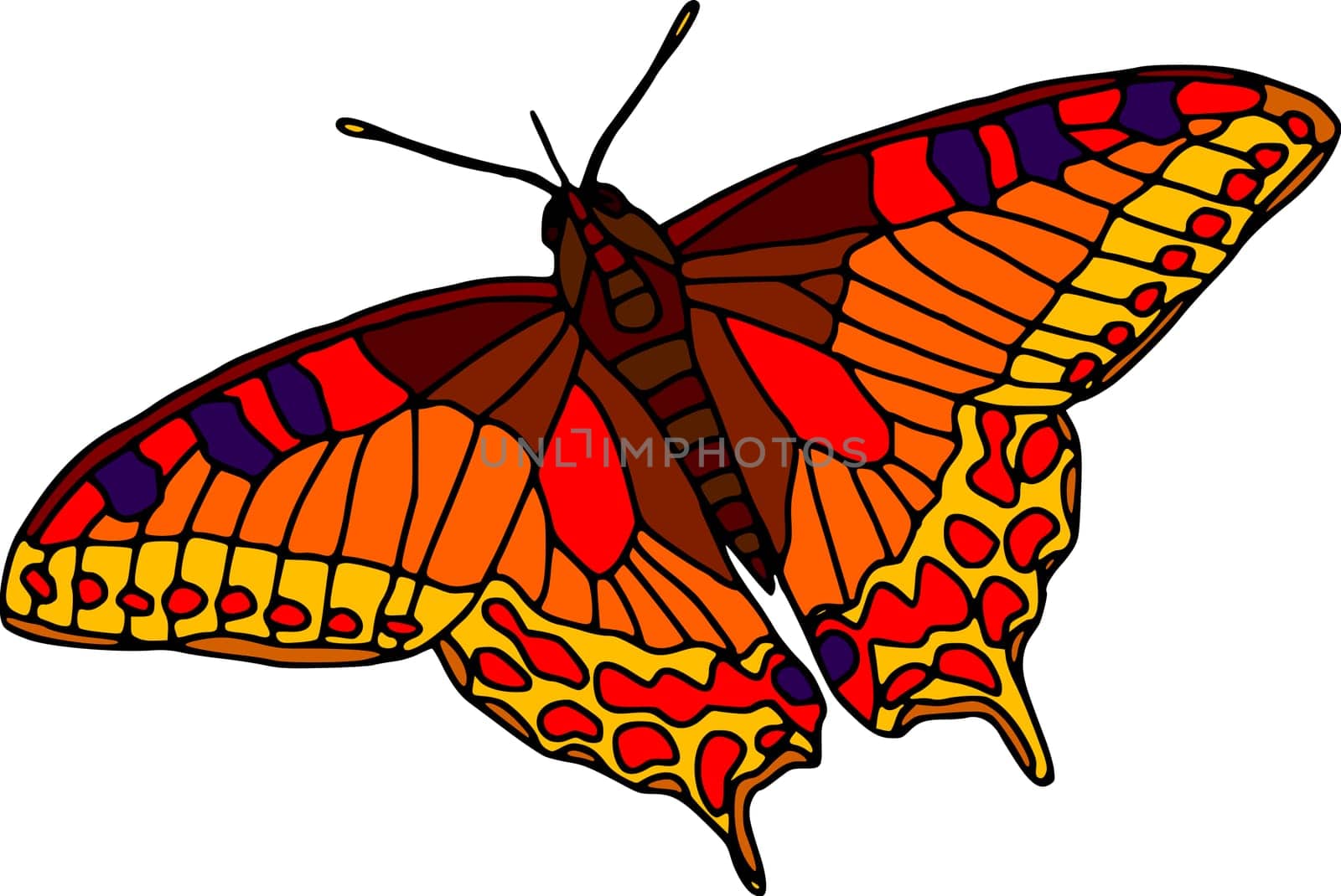 butterfly