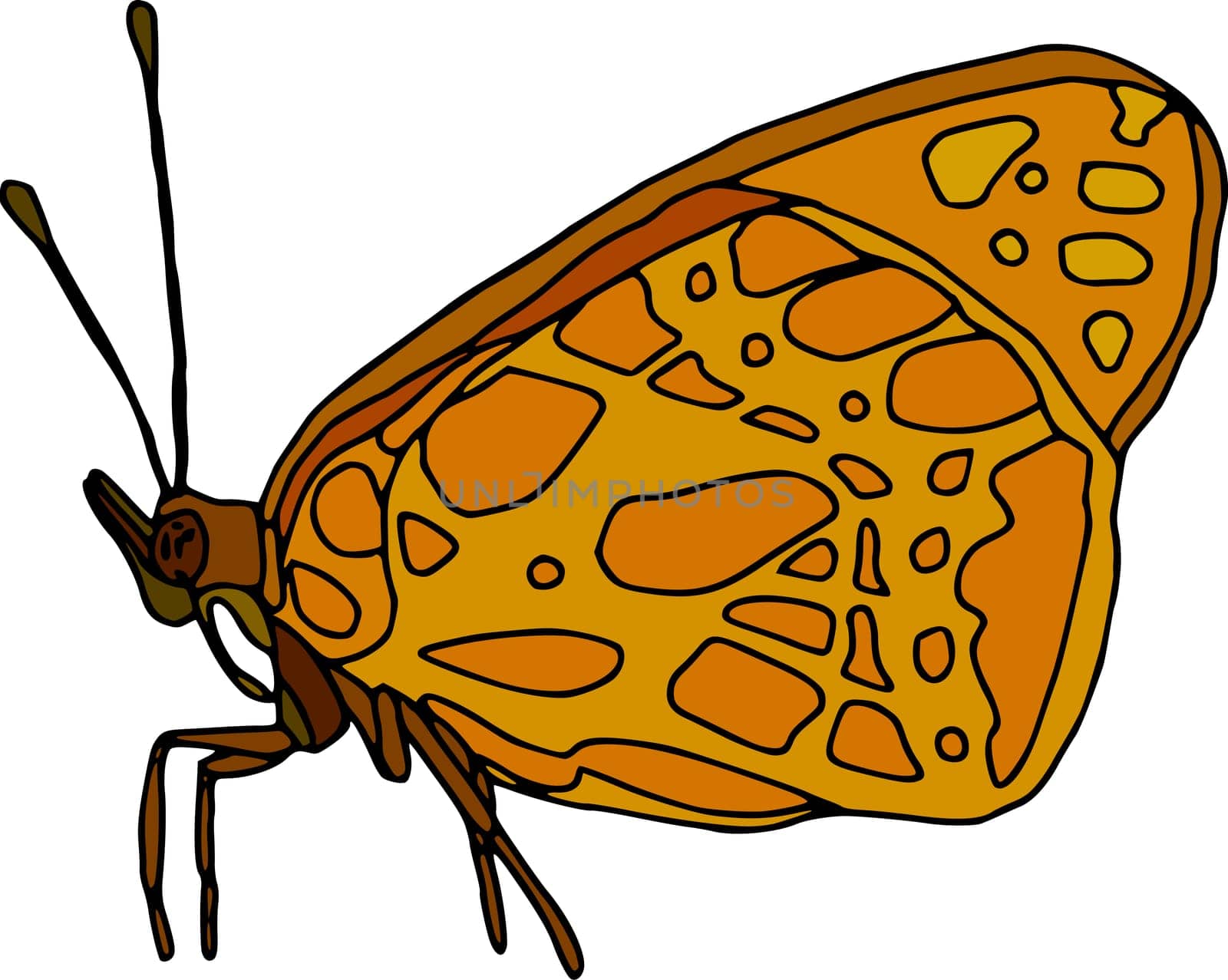 butterfly