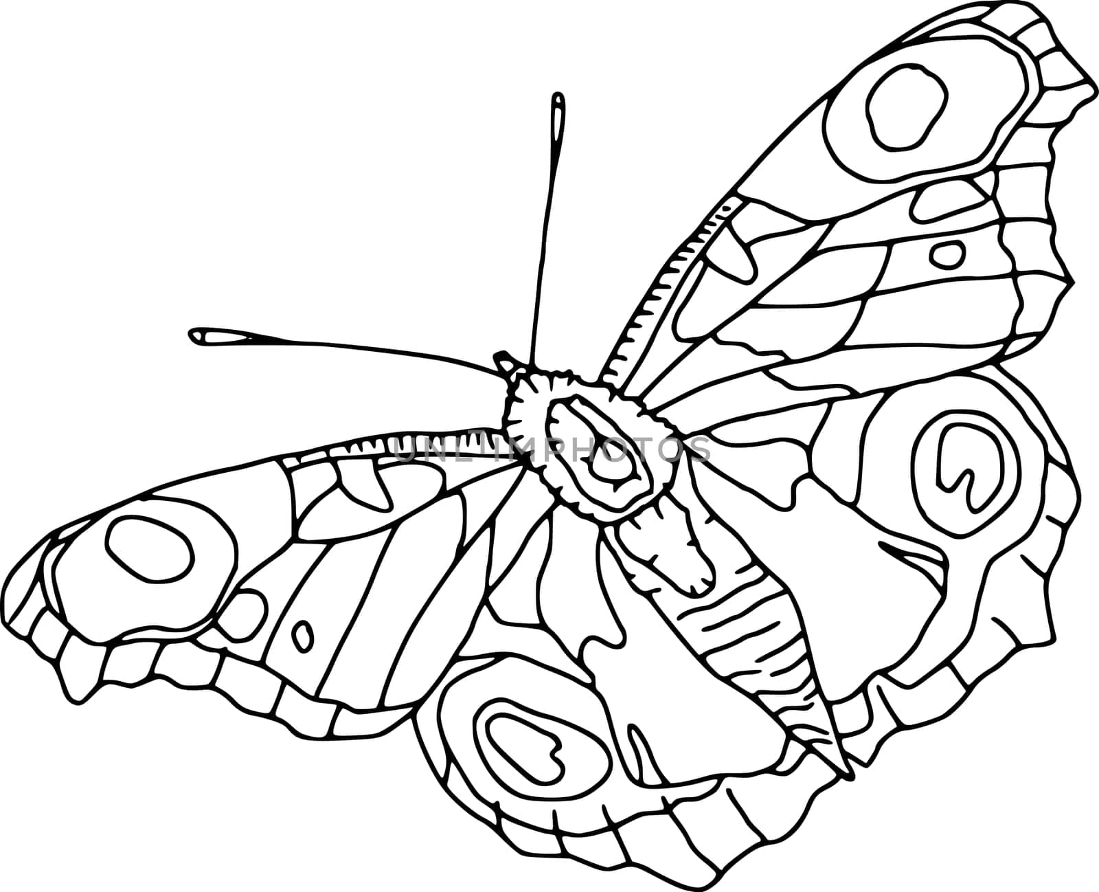 butterfly