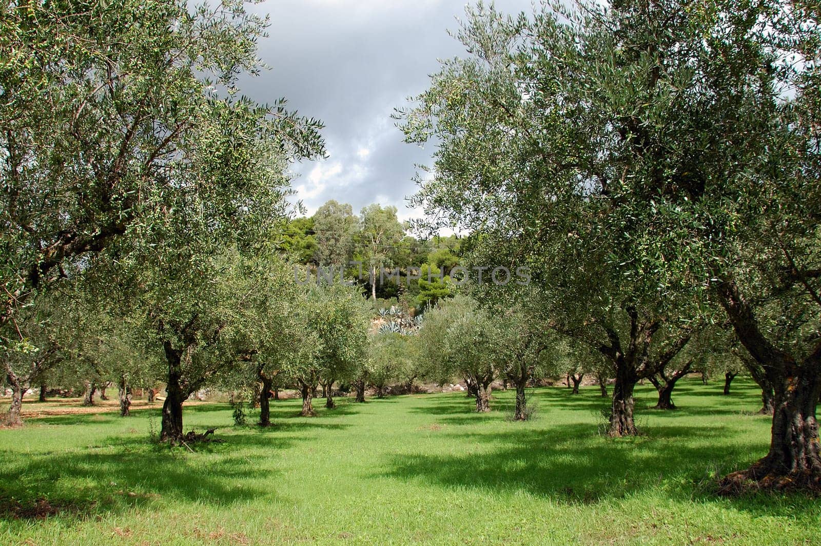 olive trees rows