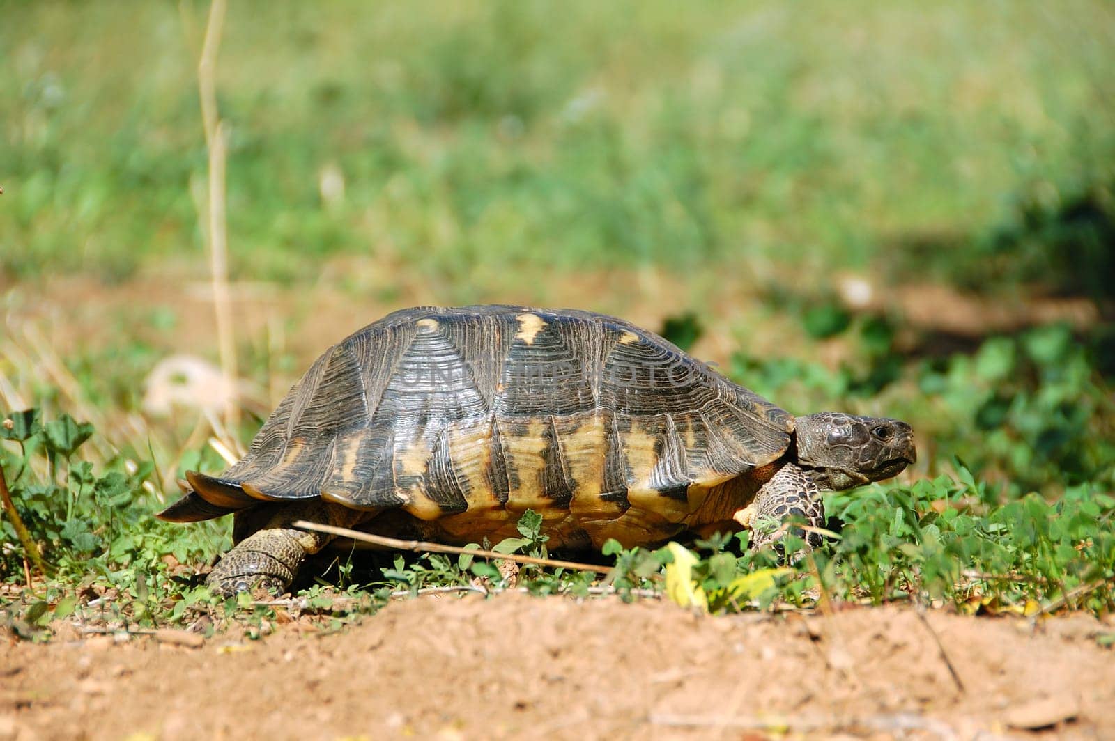 small forest turtle