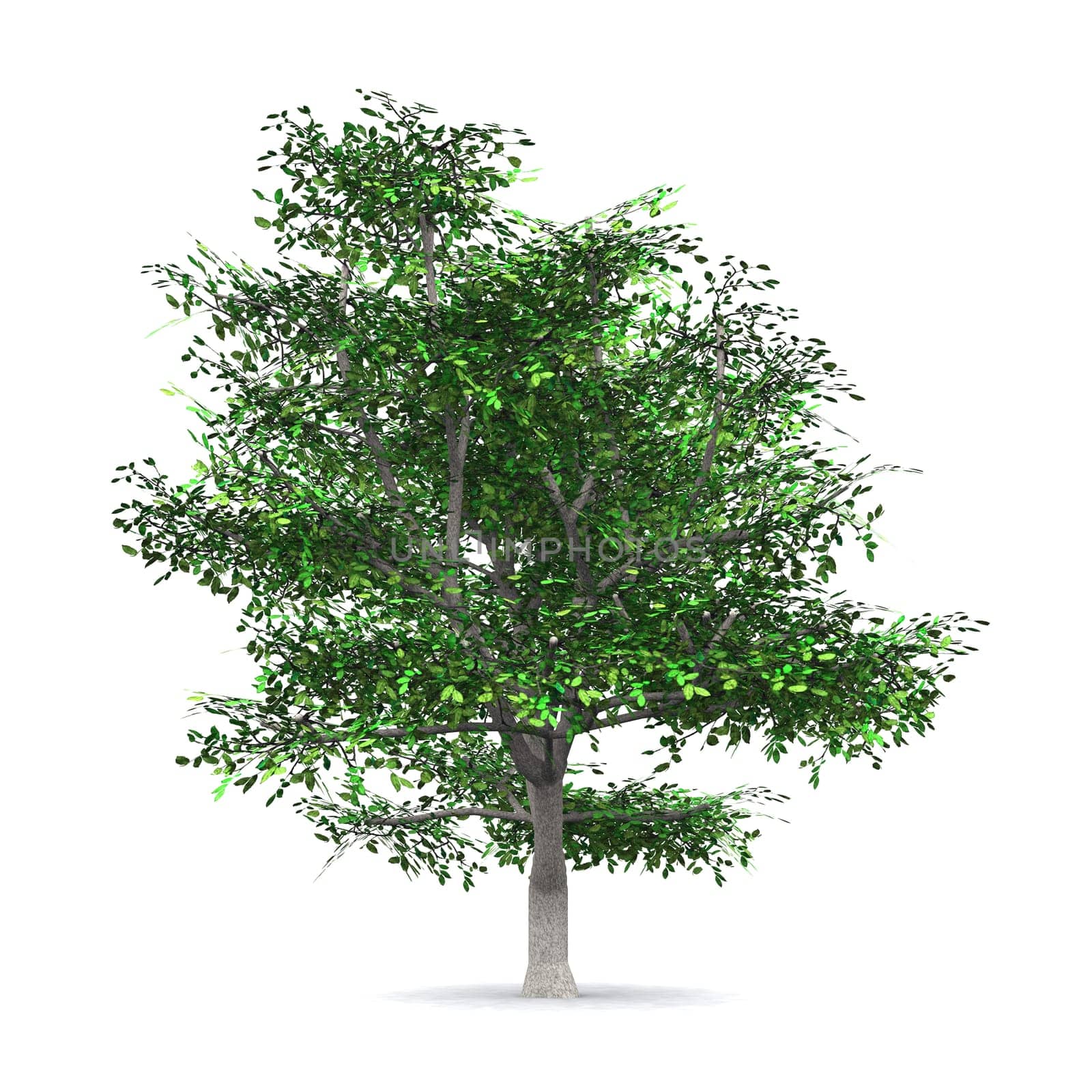 The Tree - Clipped 04