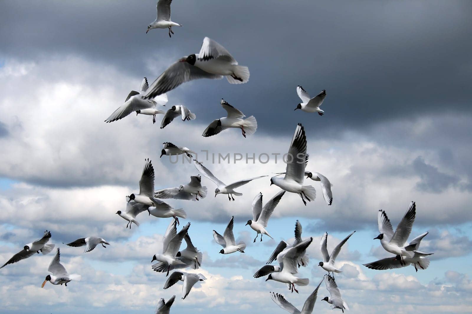 The Birds
