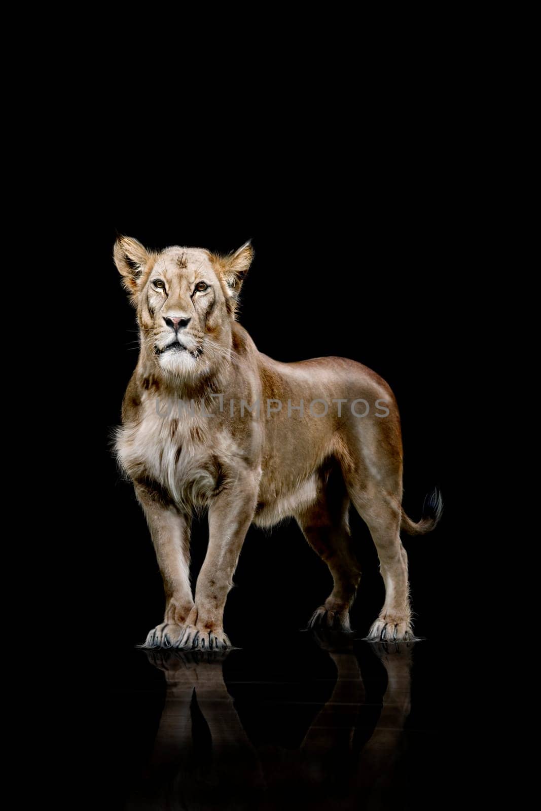 Lioness