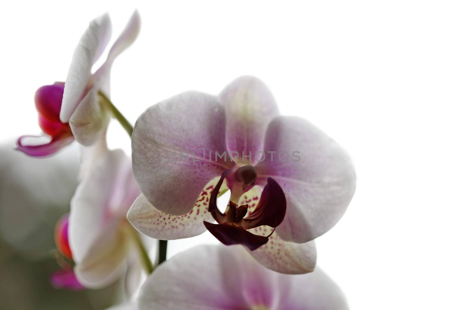 Orchid