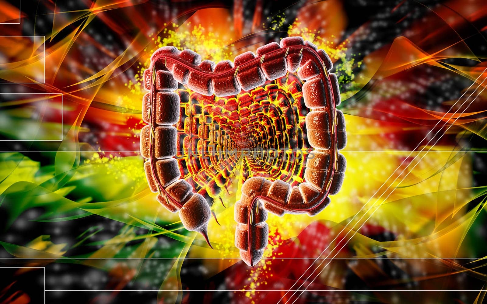 Large intestine