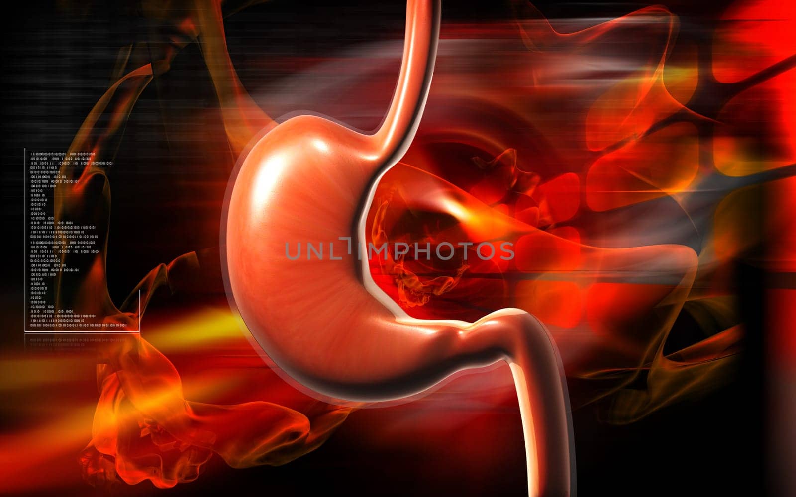 Stomach