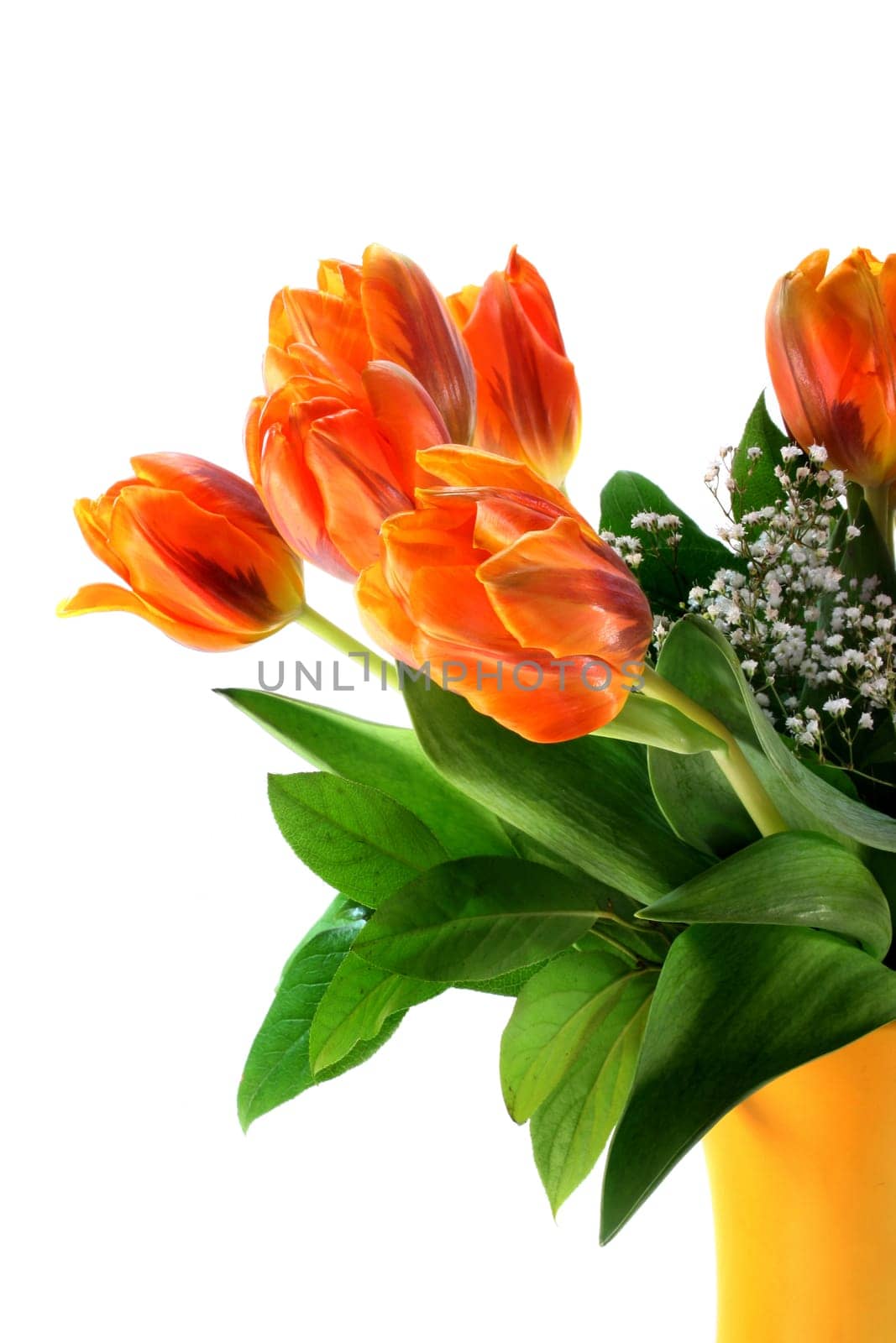 Tulip bouquet