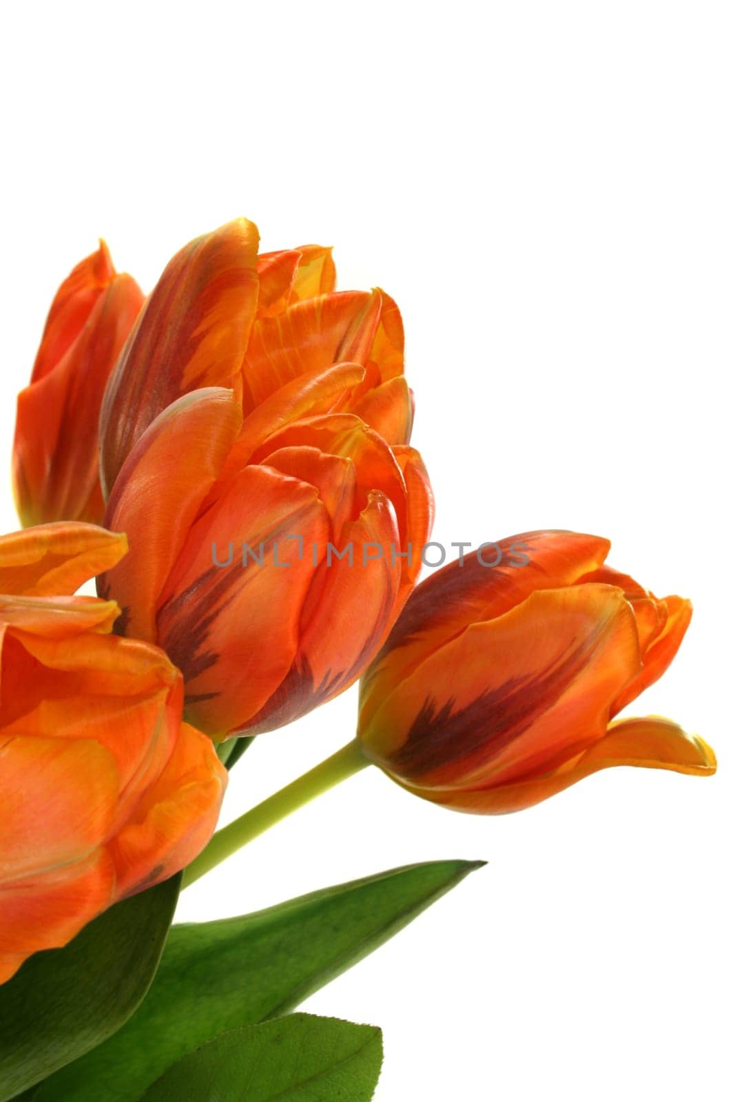 Tulip bouquet