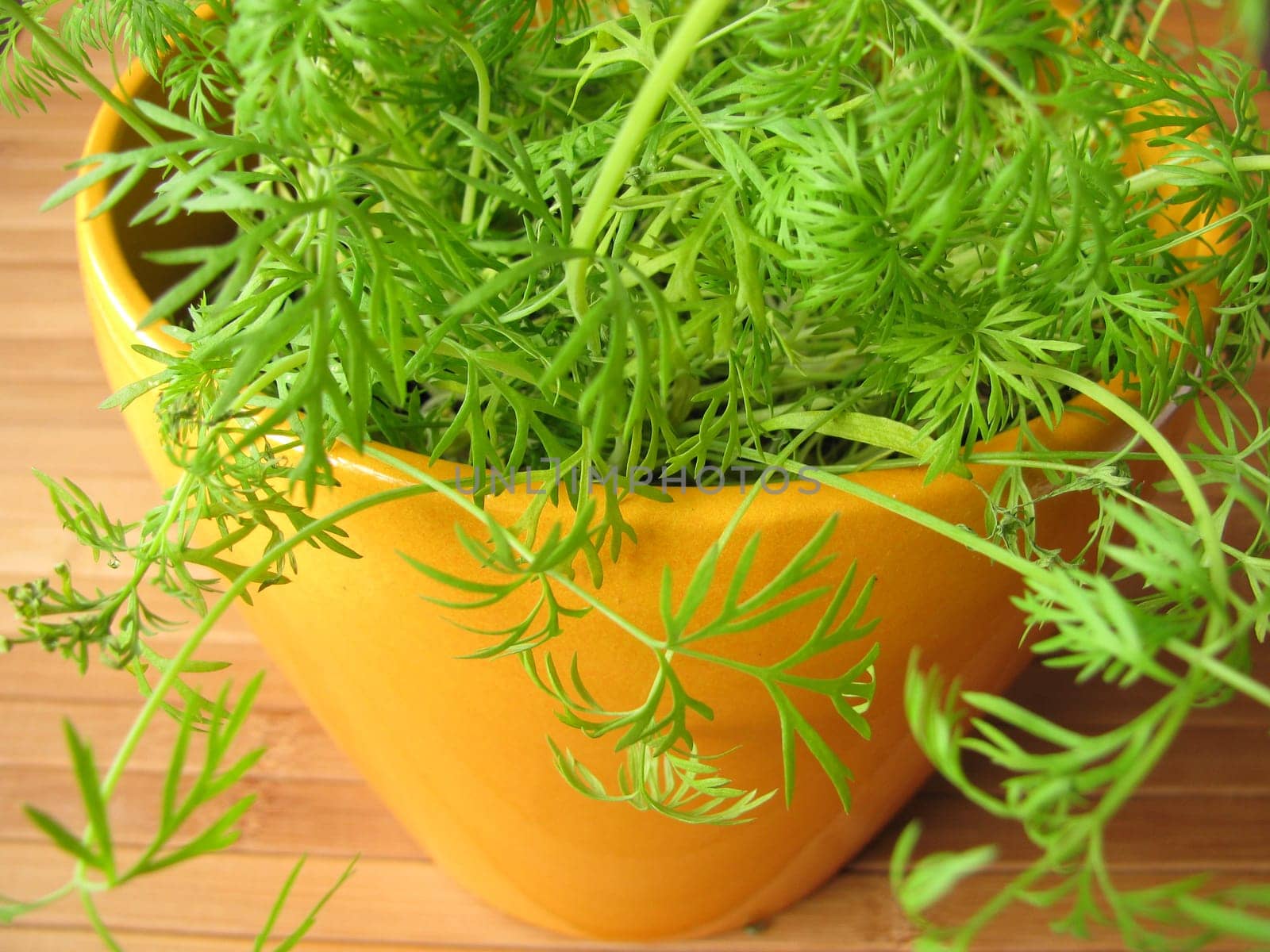 Dill in a flower pot