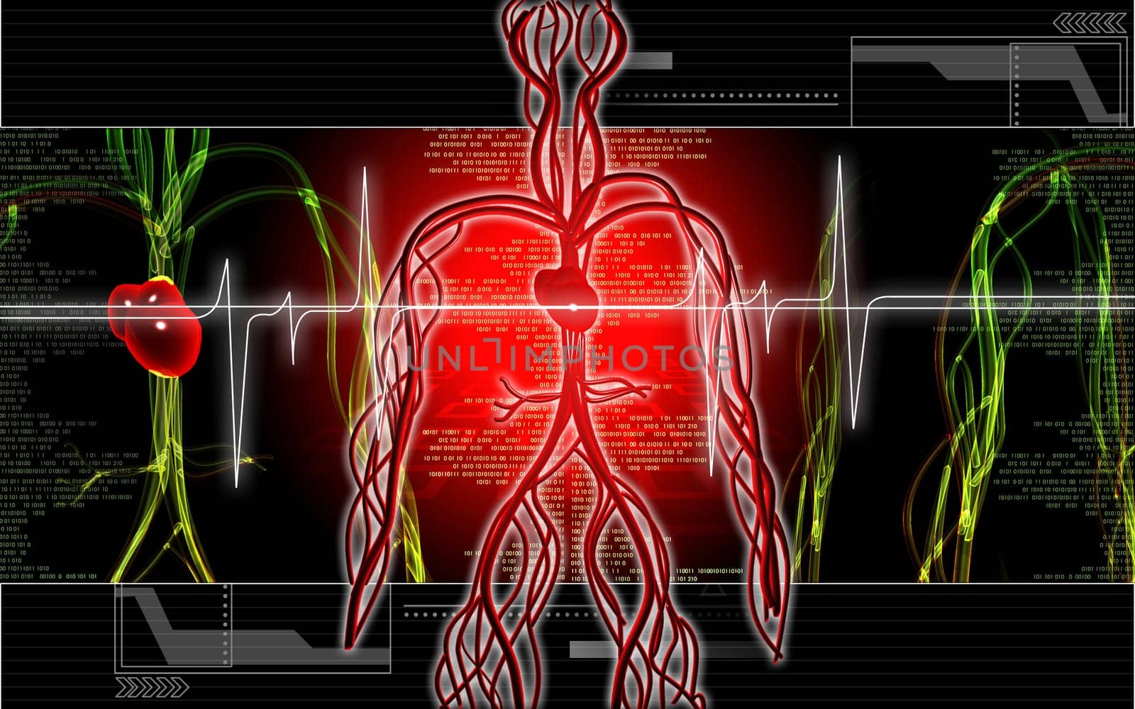 Vascular system