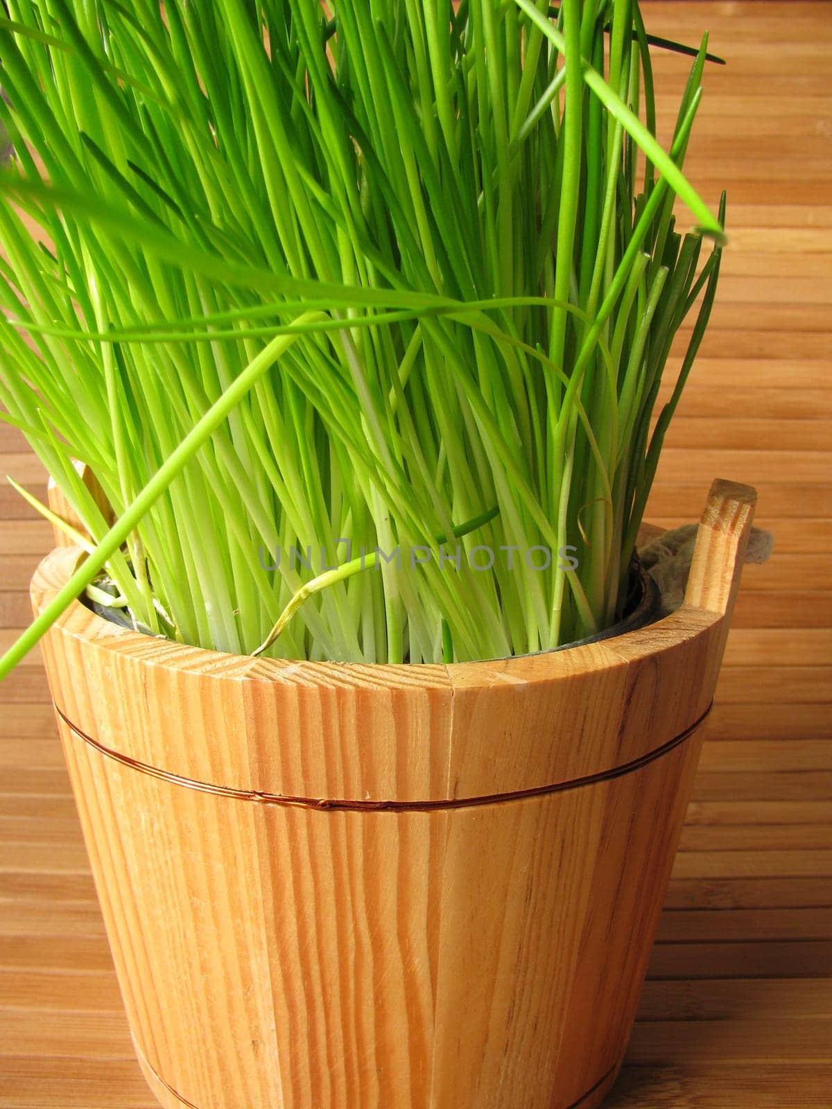Chives in a flower pot