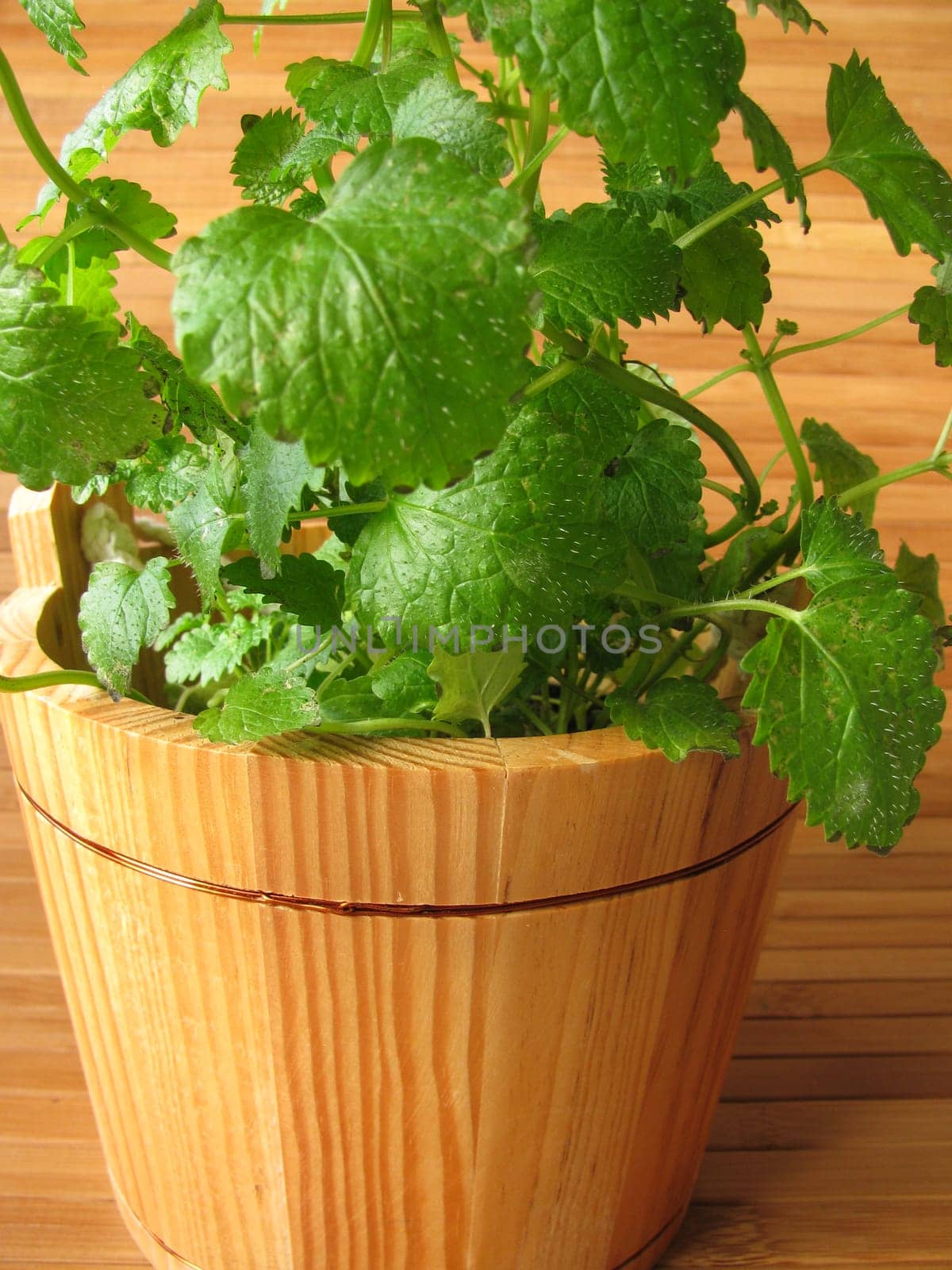Lemon balm in a flower pot