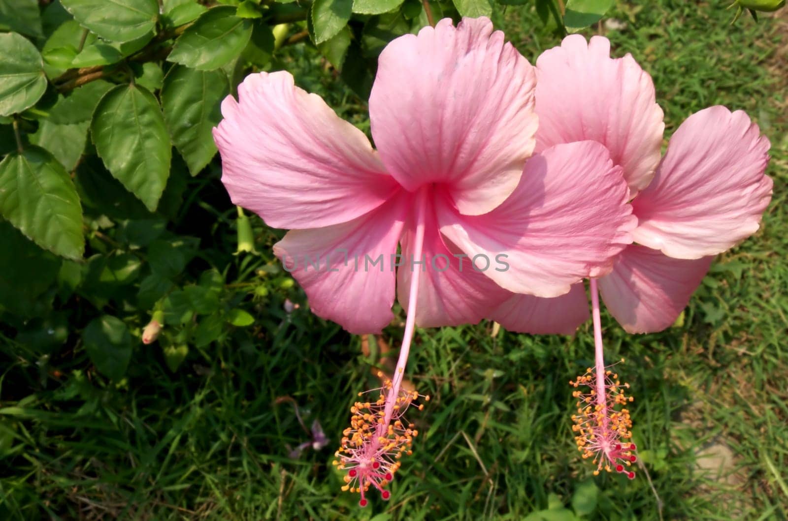 hibiscus