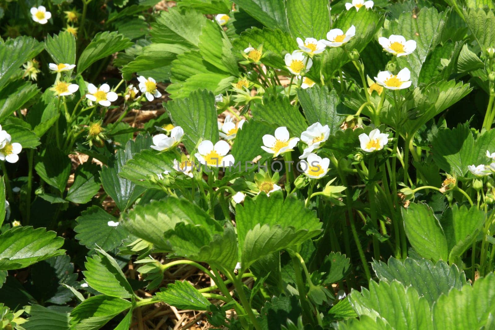 Flowering strawberry plants