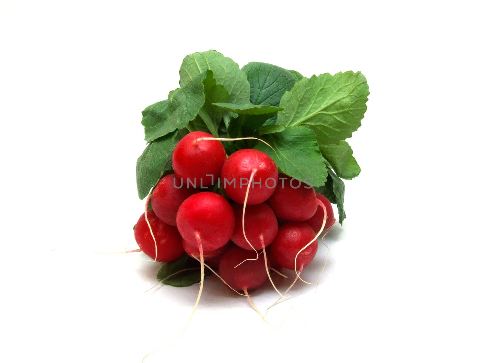 Radish