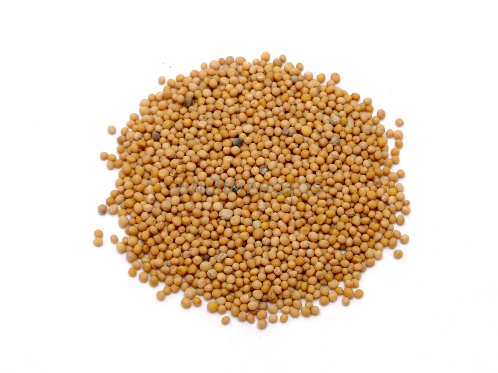 Mustard seeds (Sinapis alba)
