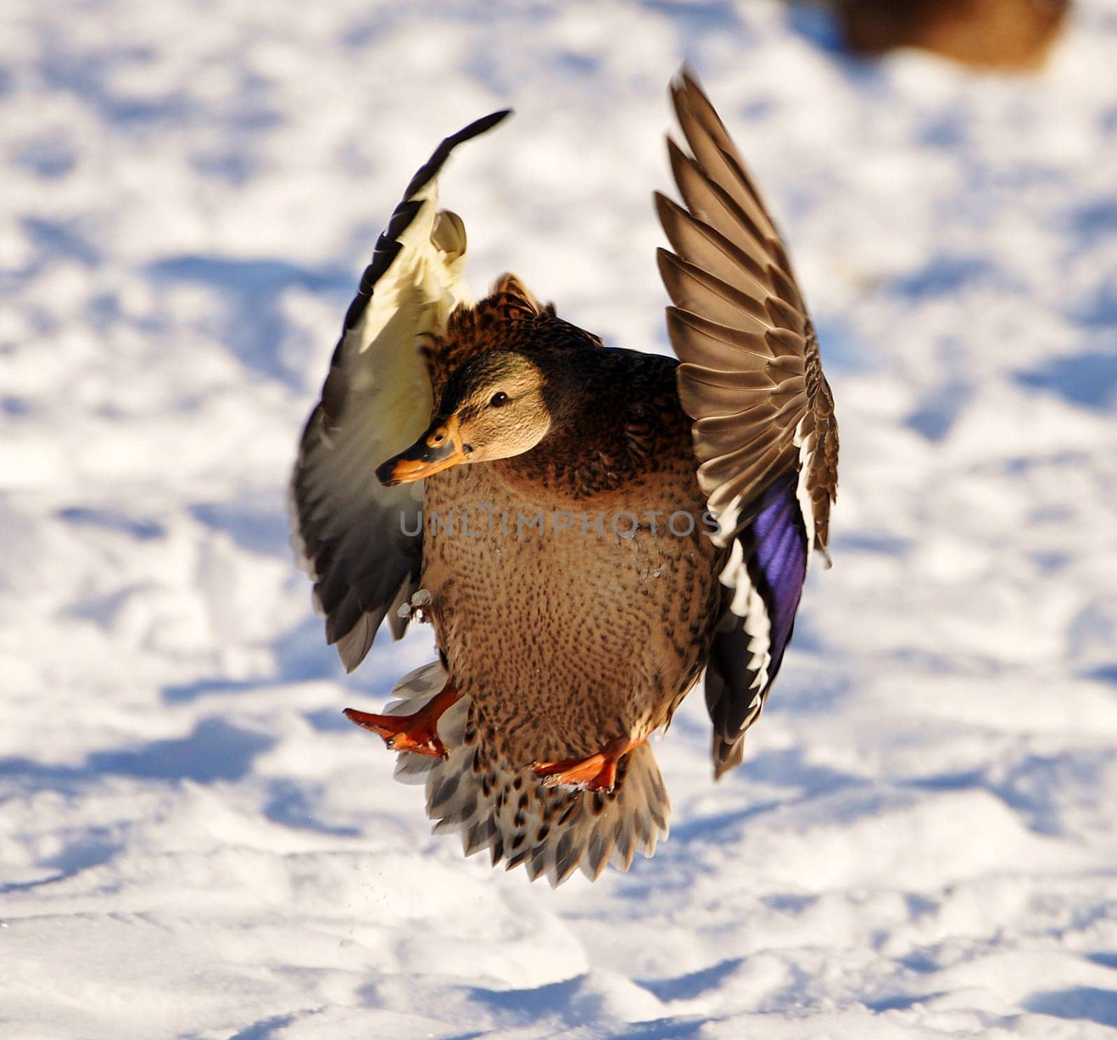 duck