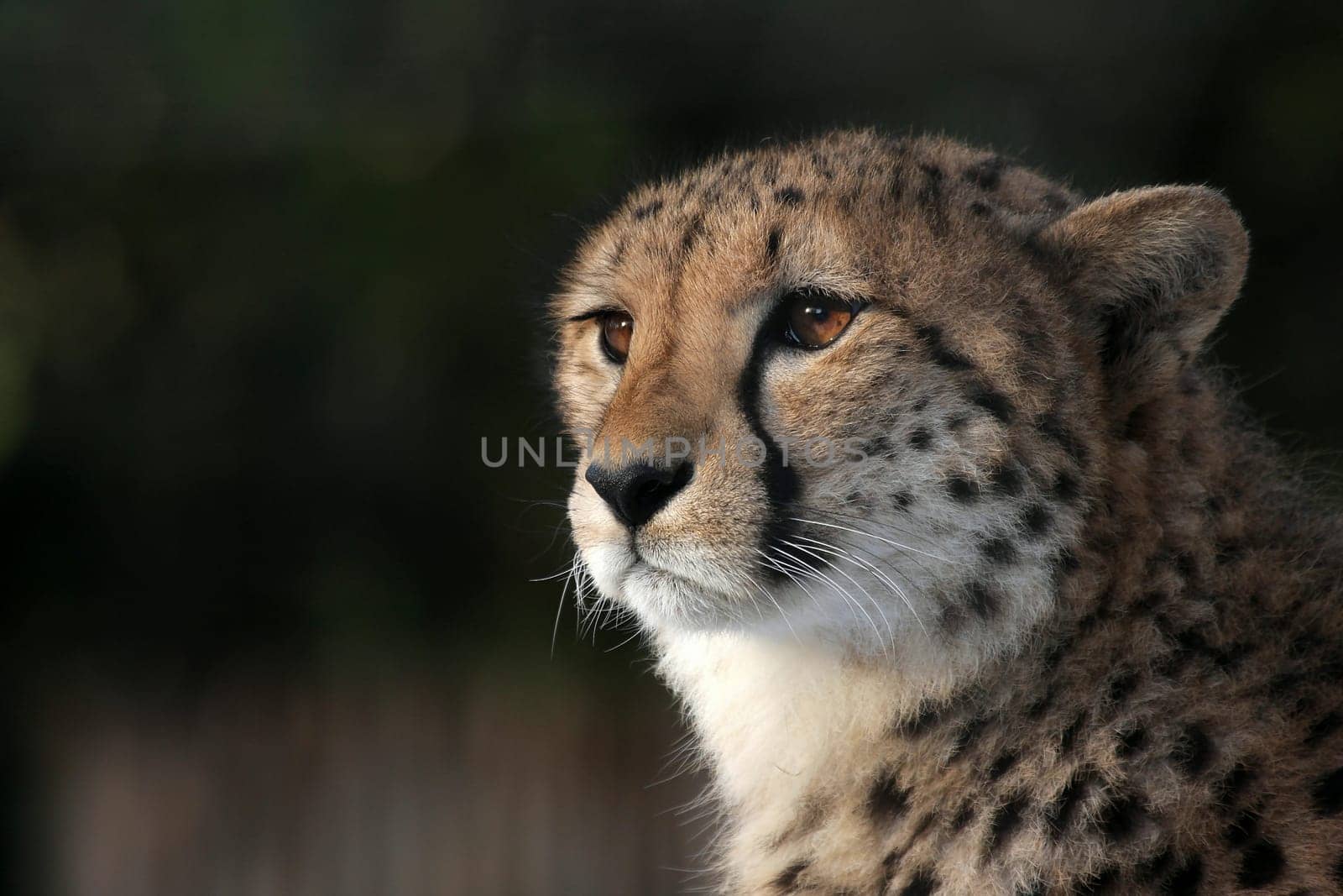 Cheetah Portrait