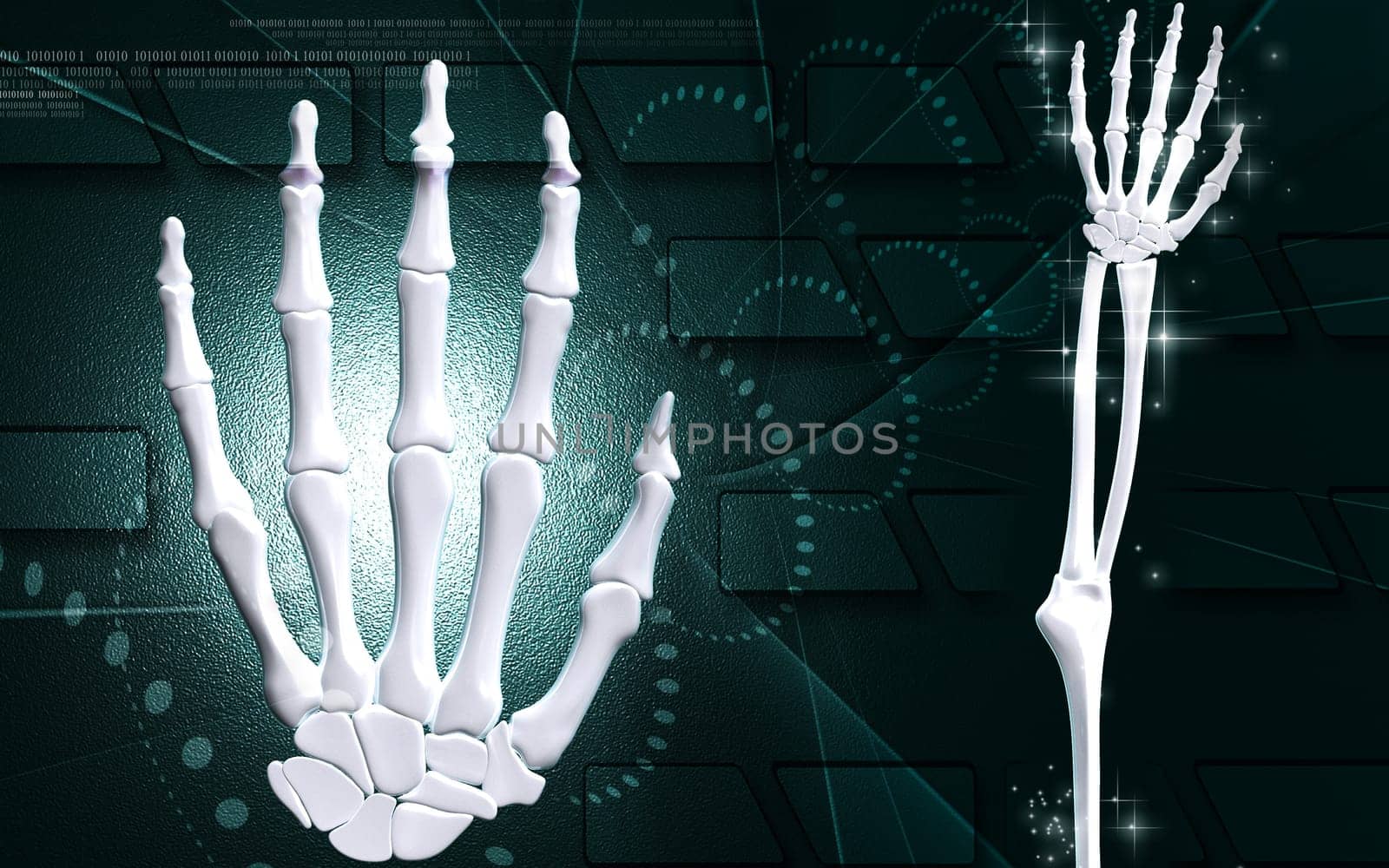 Hand bone