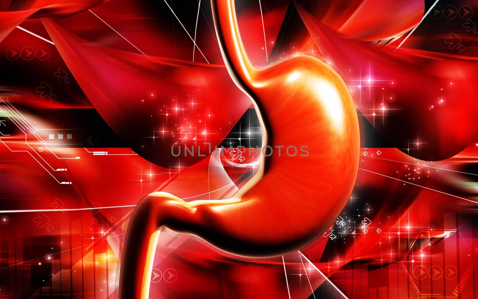 Stomach