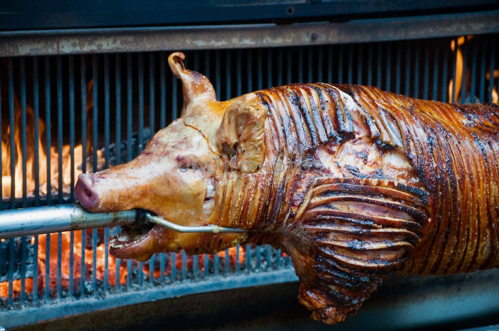 Sucking Pig