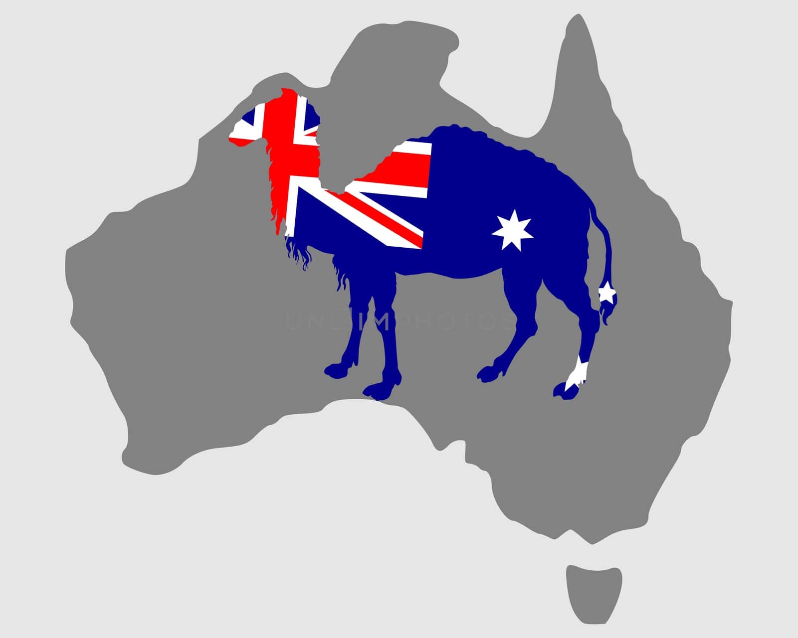Australian Camel