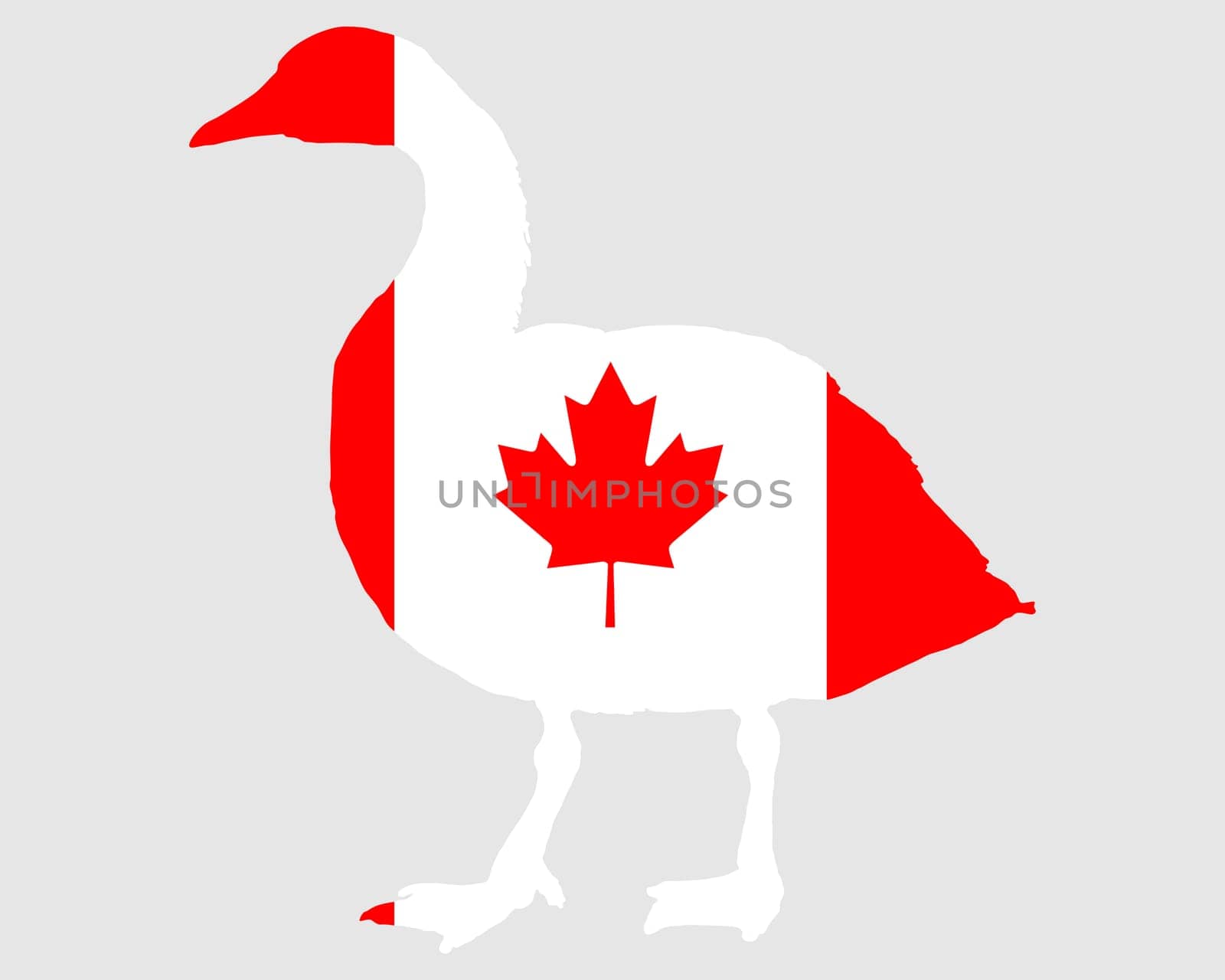 Canada goose Canada