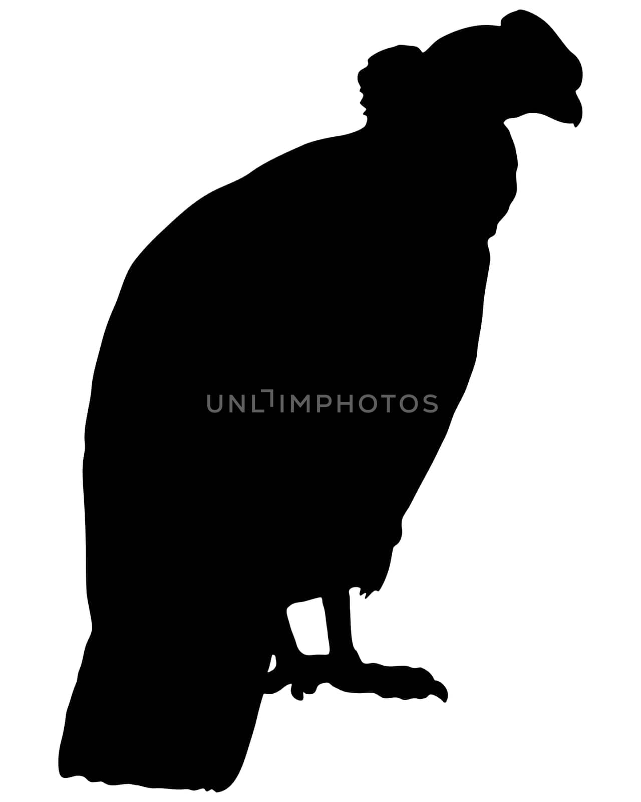 Condor Silhouette