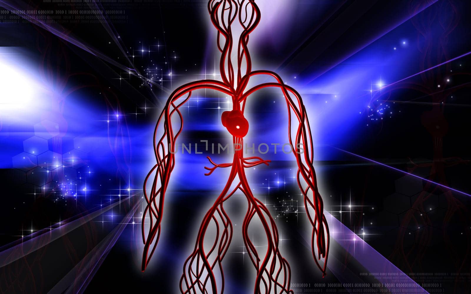 Vascular system