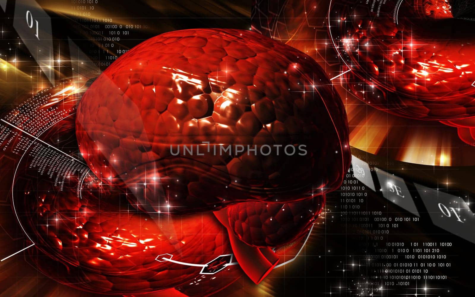 Brain