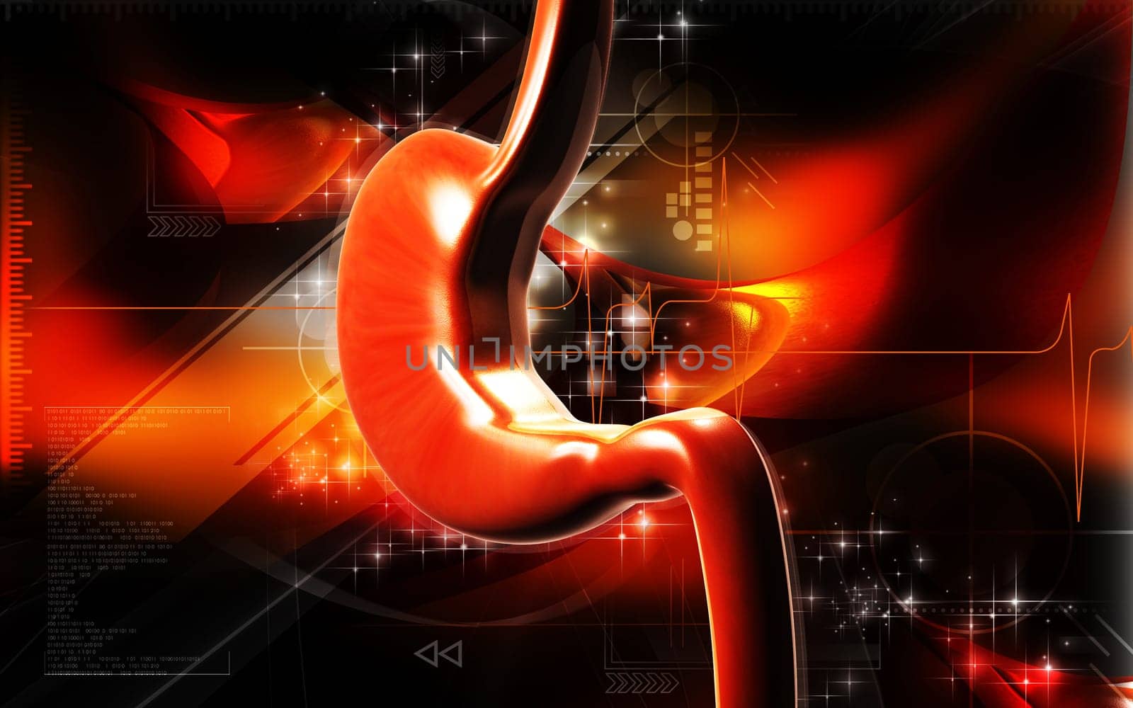Stomach