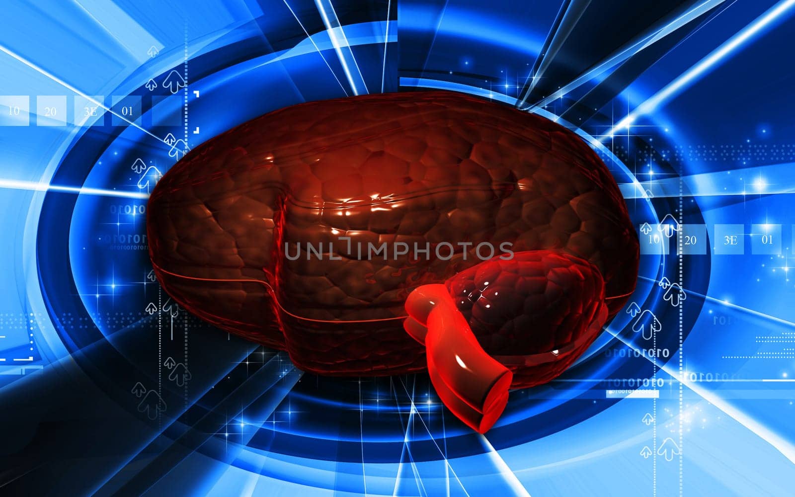 Brain
