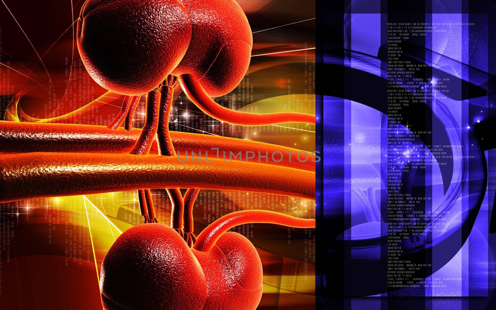 Kidney
