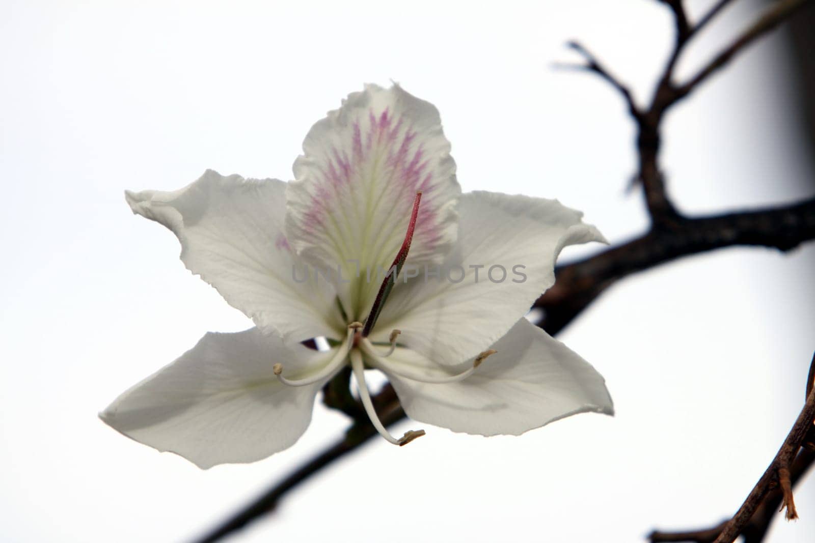 colorful bauhinia