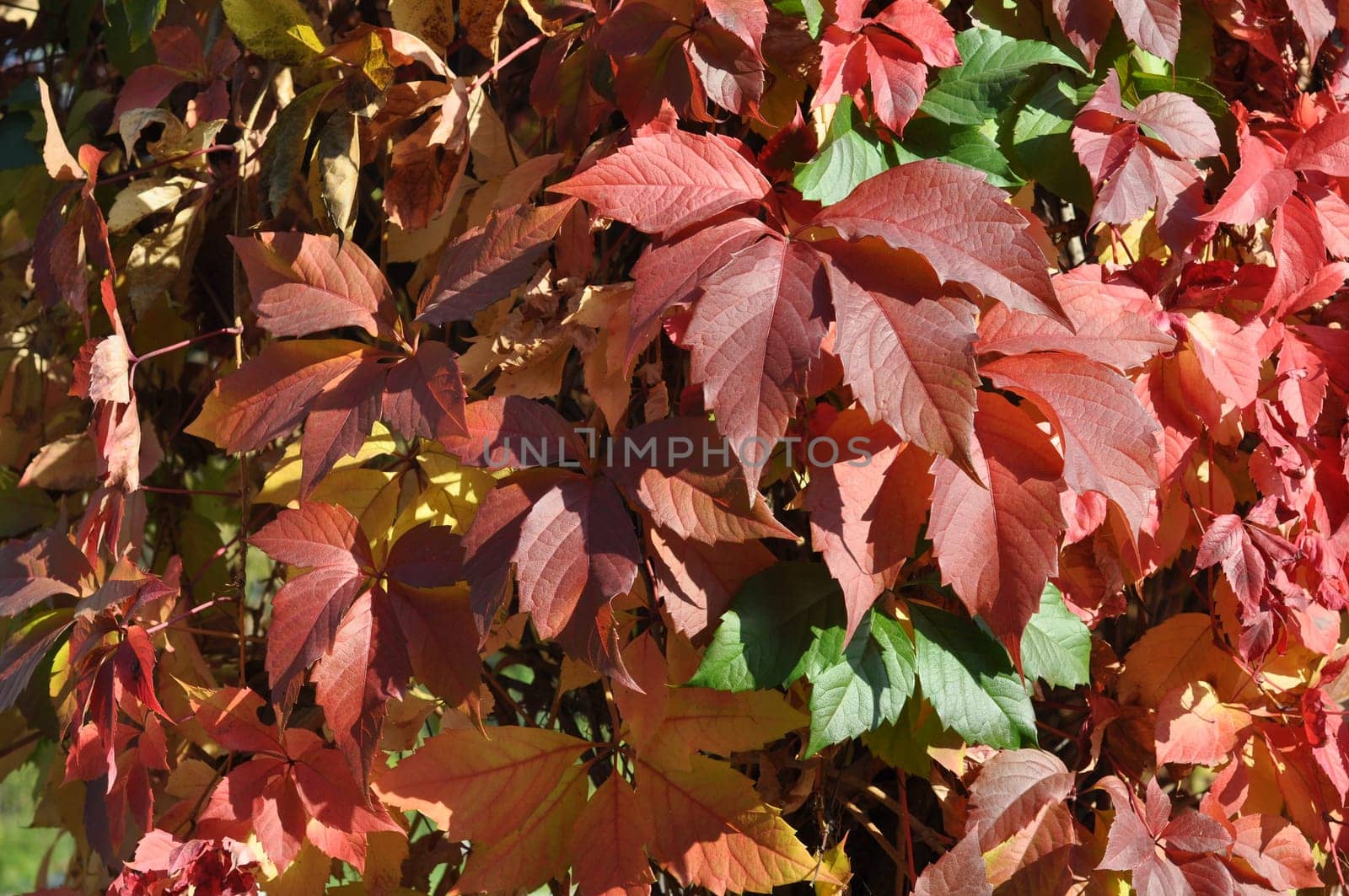 Tree leaves background