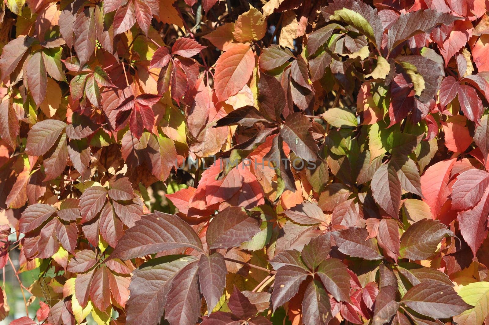 Tree leaves background