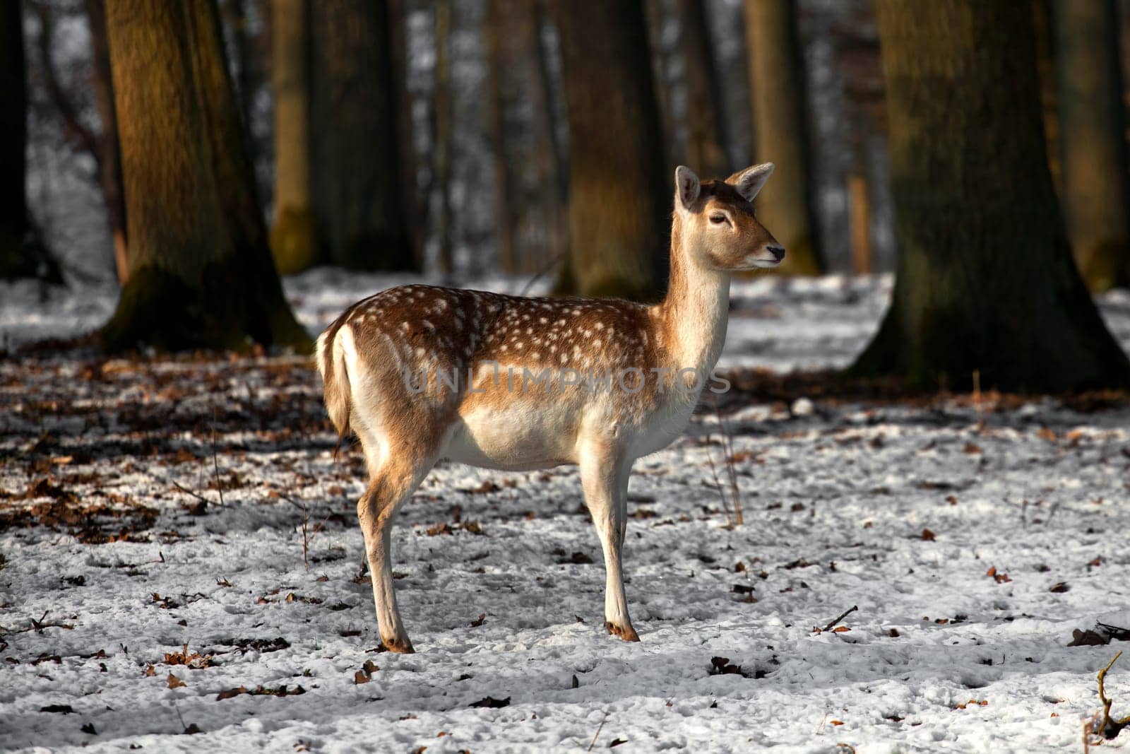 Fallow deer.....