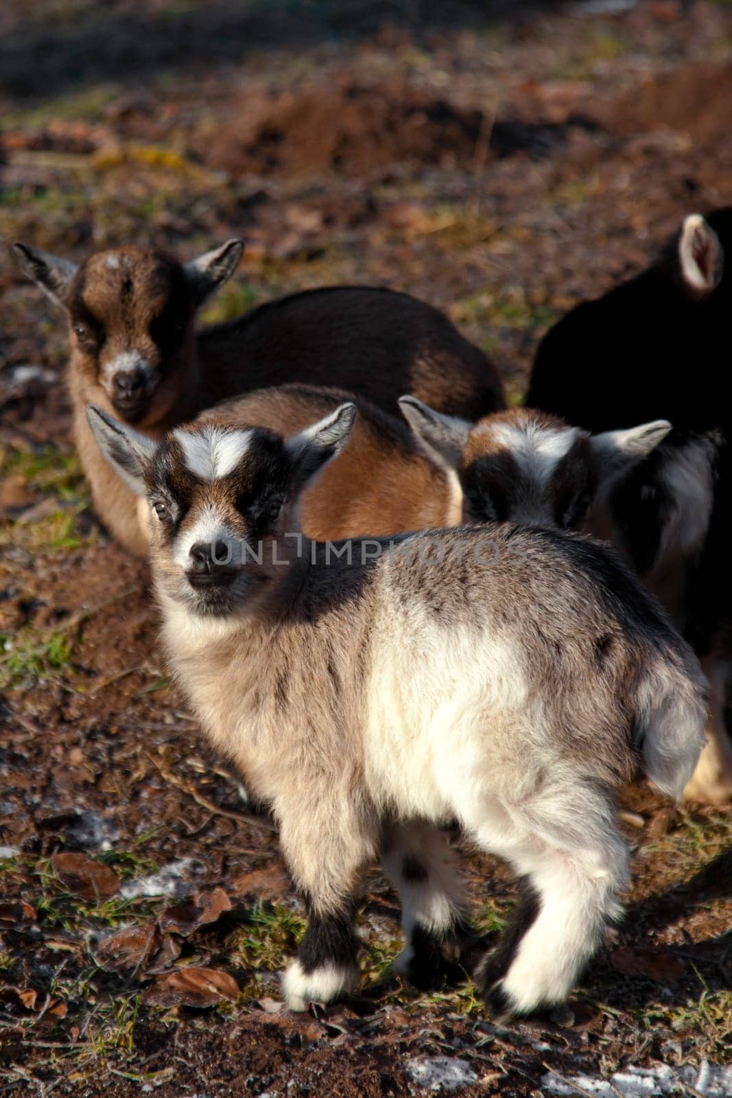 small goats