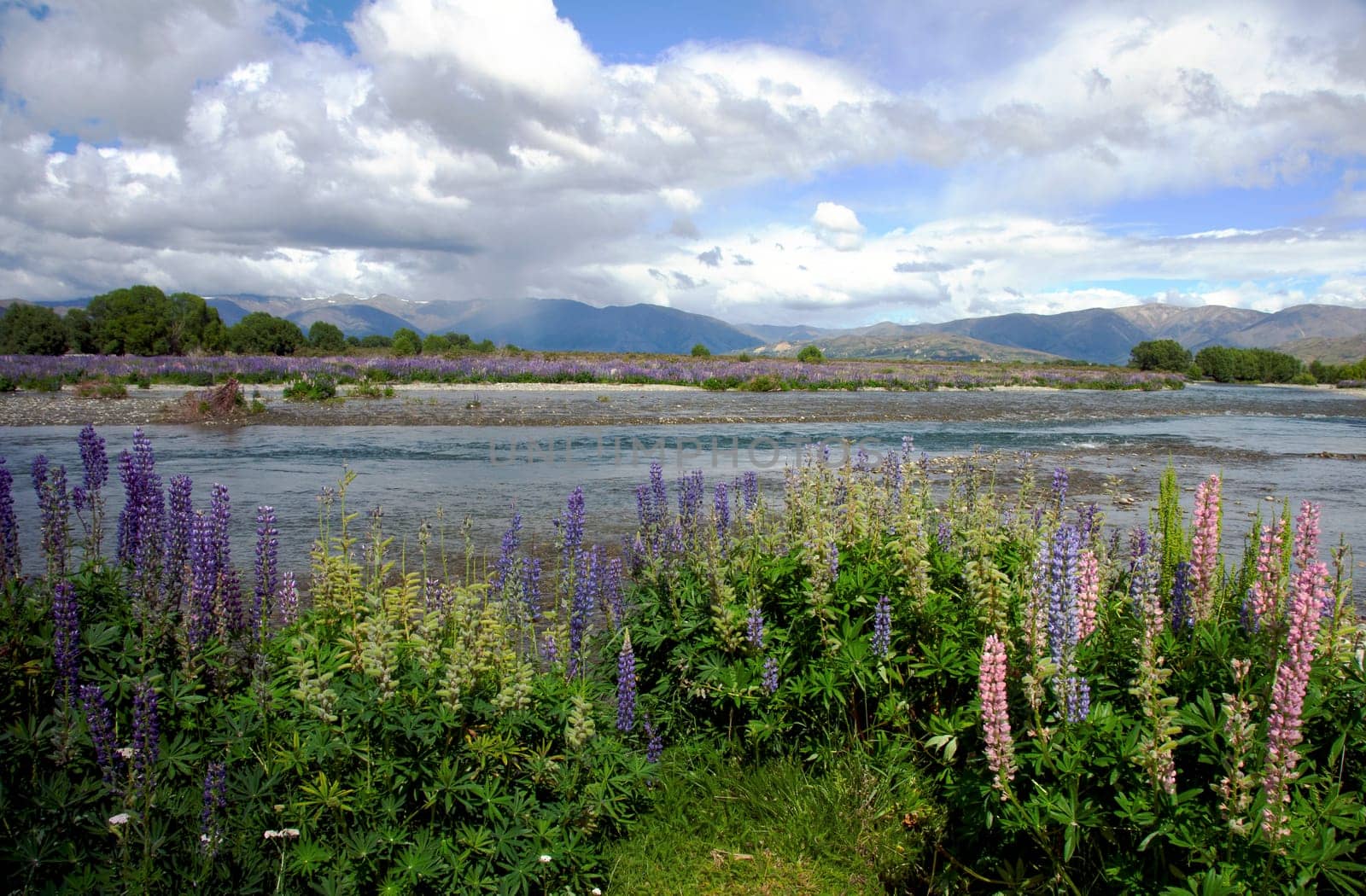 Lupine River Landscape