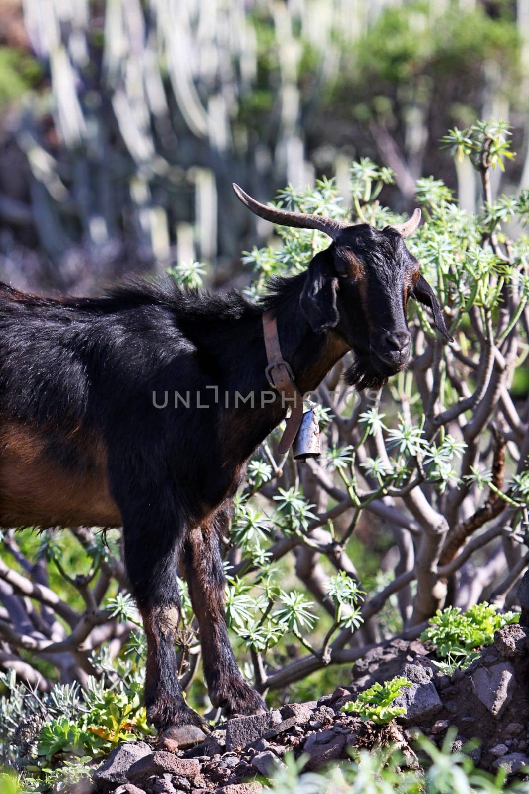 free-roaming goat