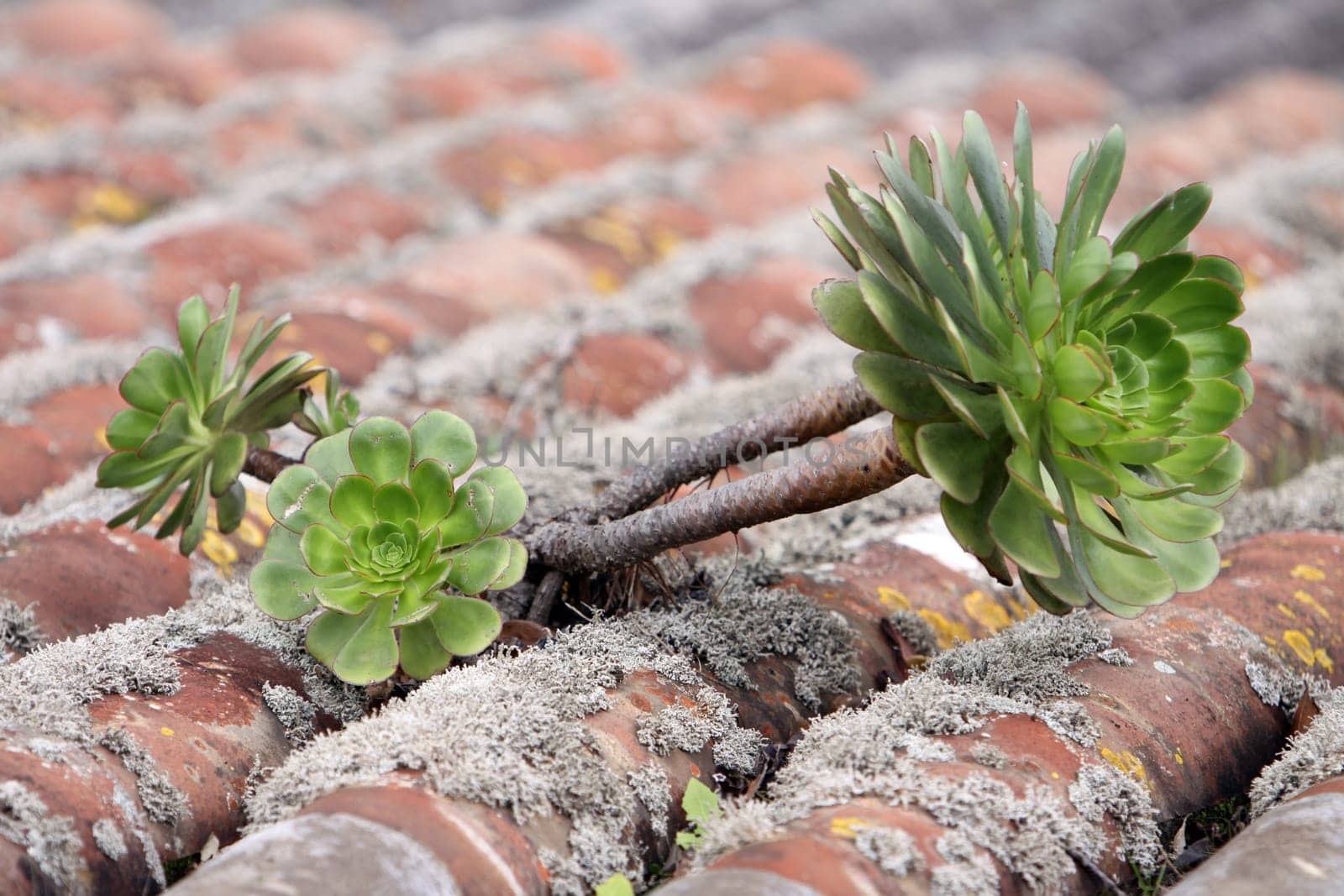 Aureum on tiled roof